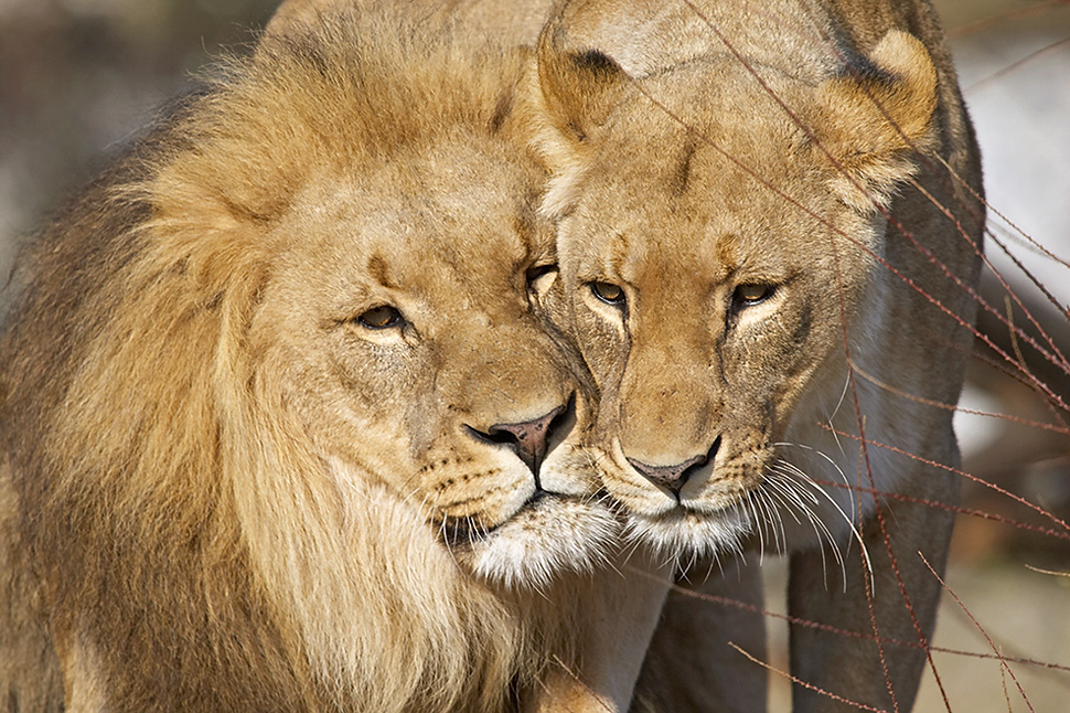 Lions in love