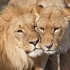 Lions in love