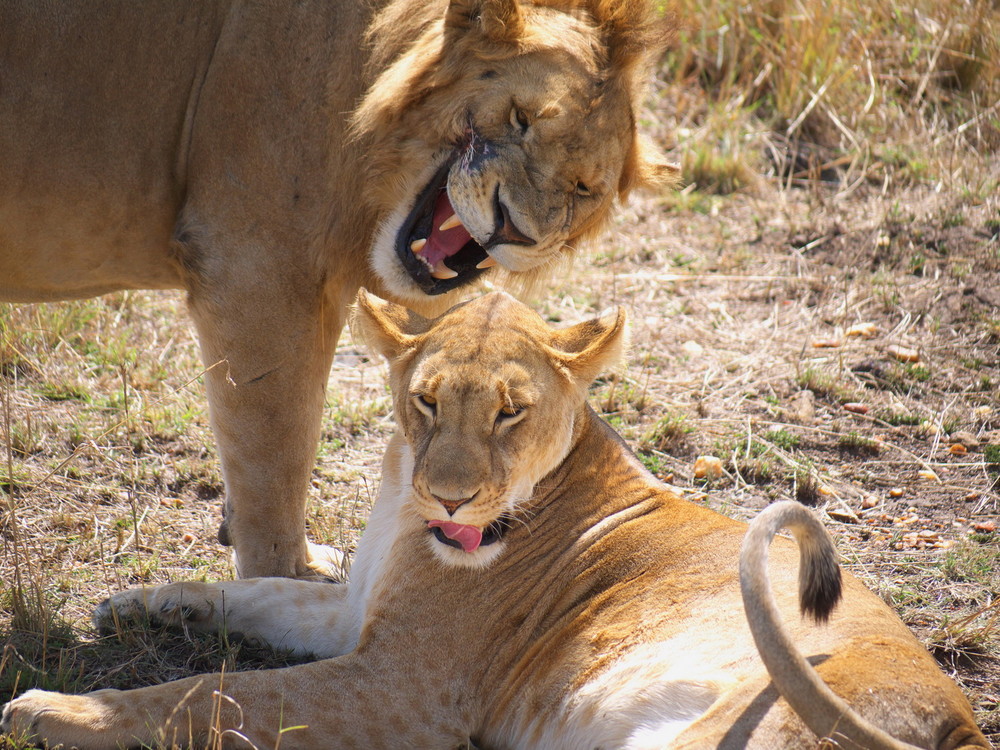 lions in love