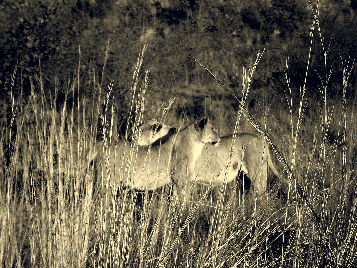 Lions In Pilanesberg Game Reserve, South Africa.