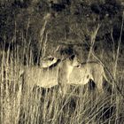 Lions In Pilanesberg Game Reserve, South Africa.