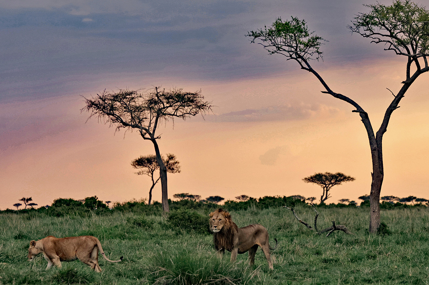 Lions in the evening lights