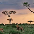 Lions in the evening lights