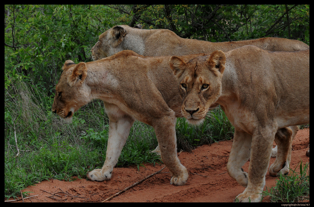 Lions Lady's Club