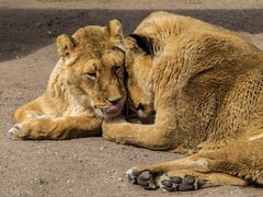 Lion´s Love