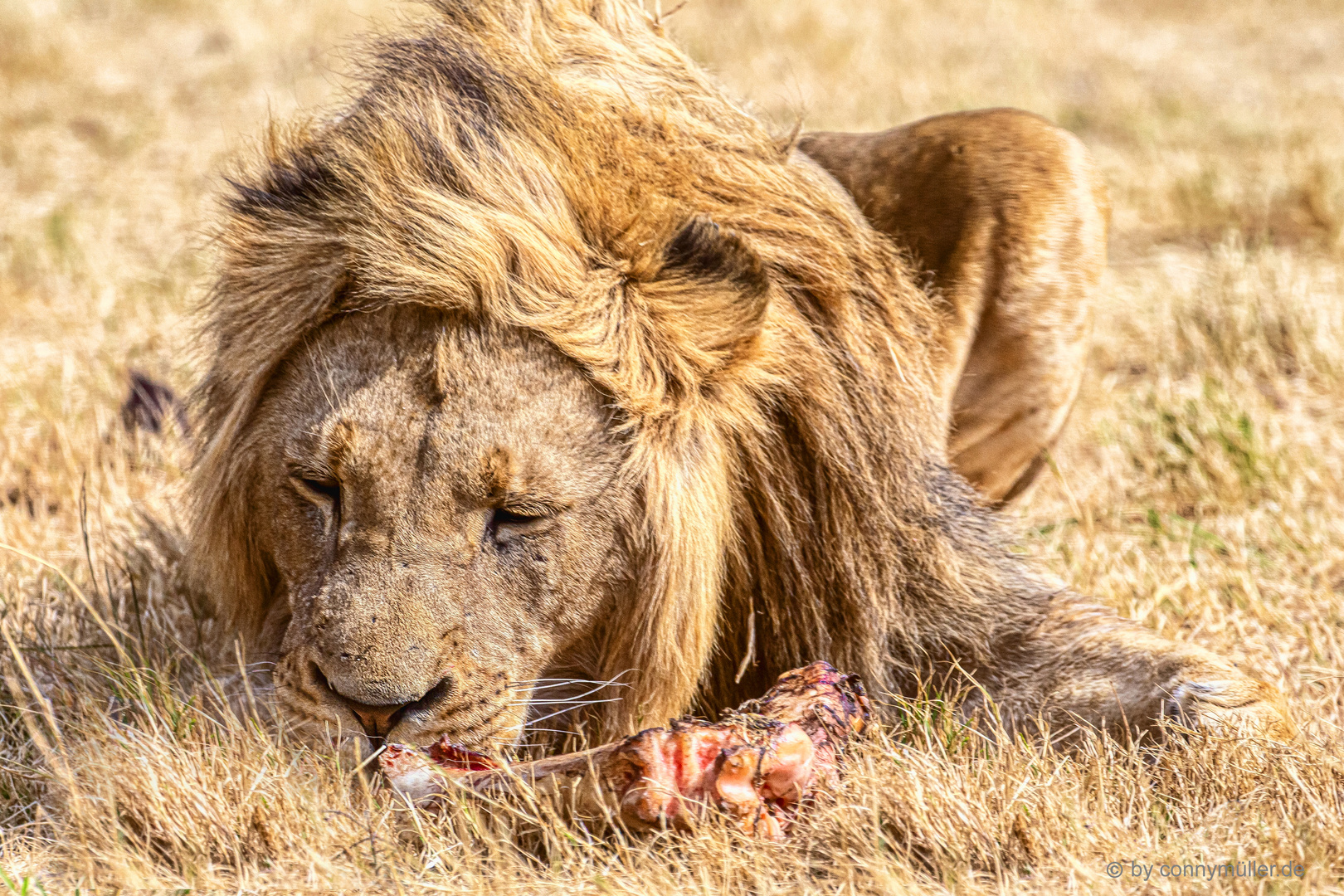 Lions Lunch