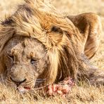 Lions Lunch