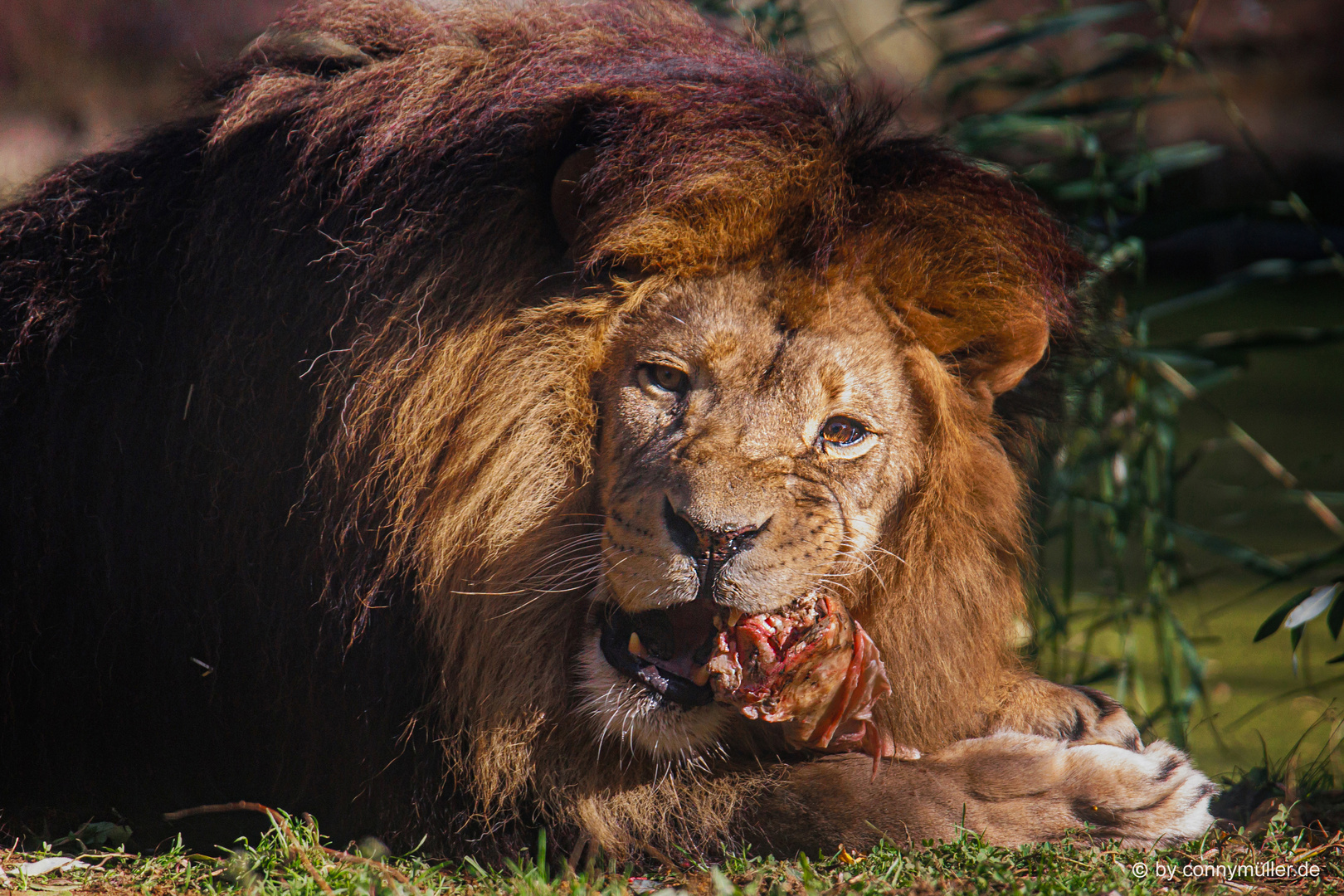 Lion's Lunch