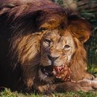 Lion's Lunch