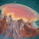 Lion's Mane Jellyfish