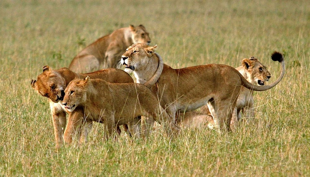 Lions - Masai Mara / Kenya - Jeux de lions (4)