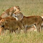 Lions - Masai Mara / Kenya - Jeux de lions (4)