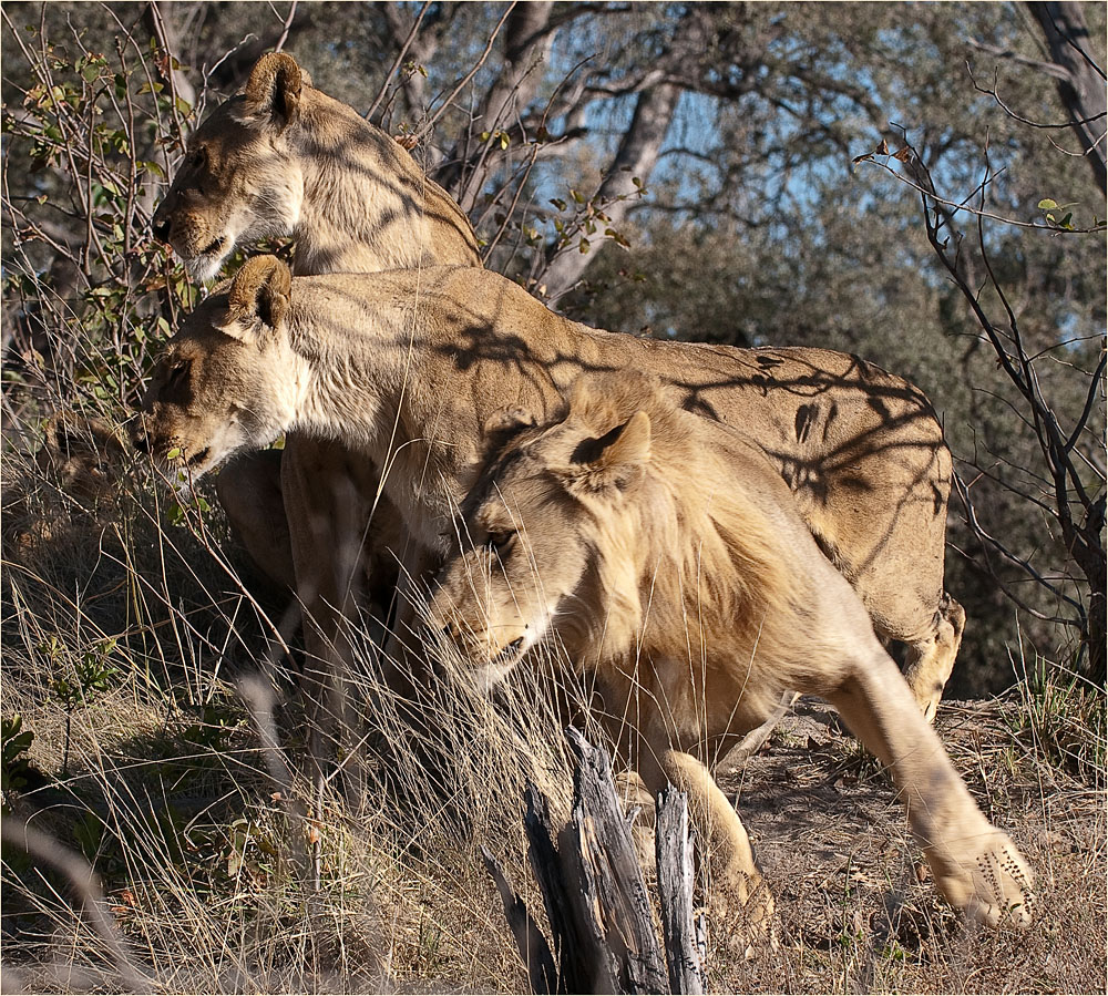 Lions on the move