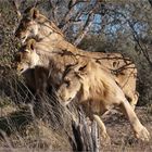 Lions on the move