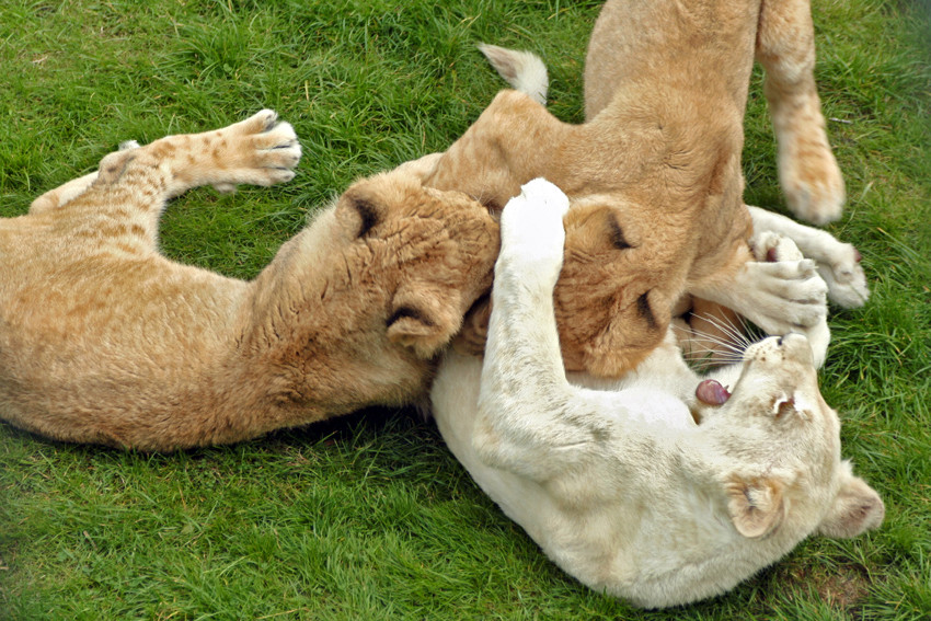 Lions playing