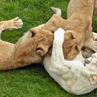 Lions playing