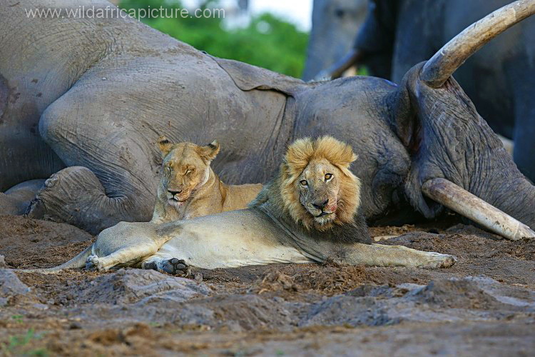 Lions - rest after lunch.