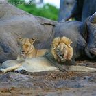 Lions - rest after lunch.