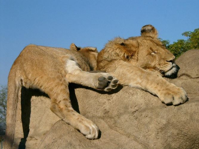 Lion's Rest