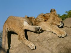 Lion's Rest