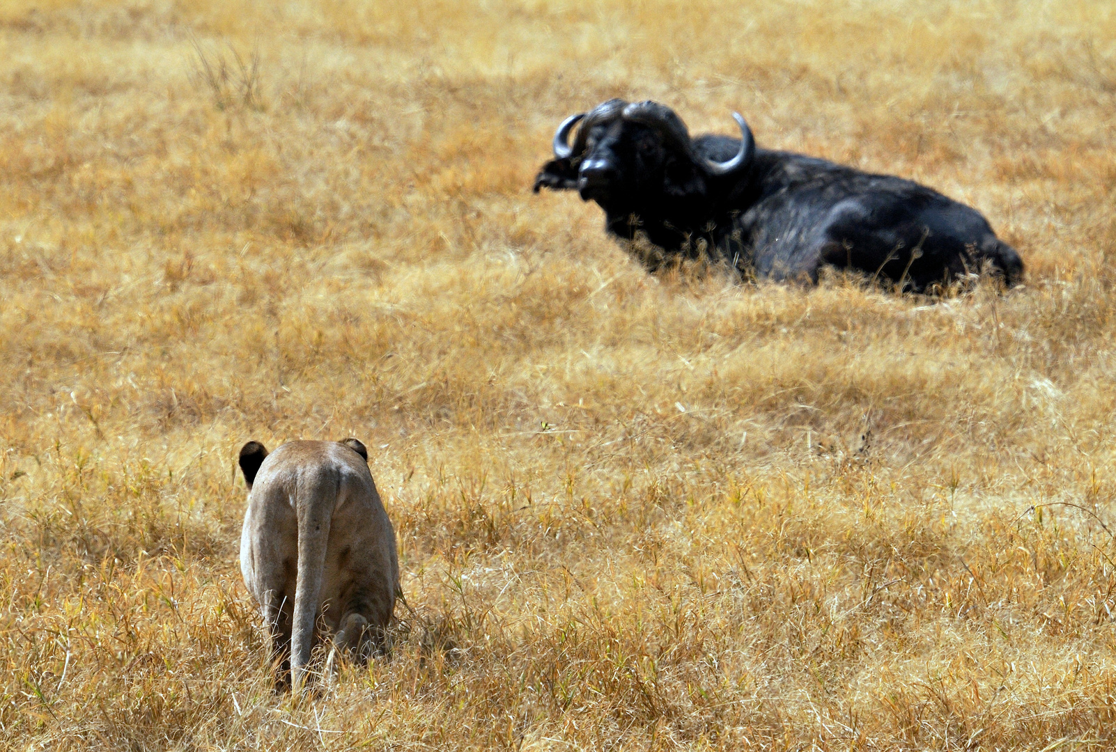 Lion's sight on Buffalo