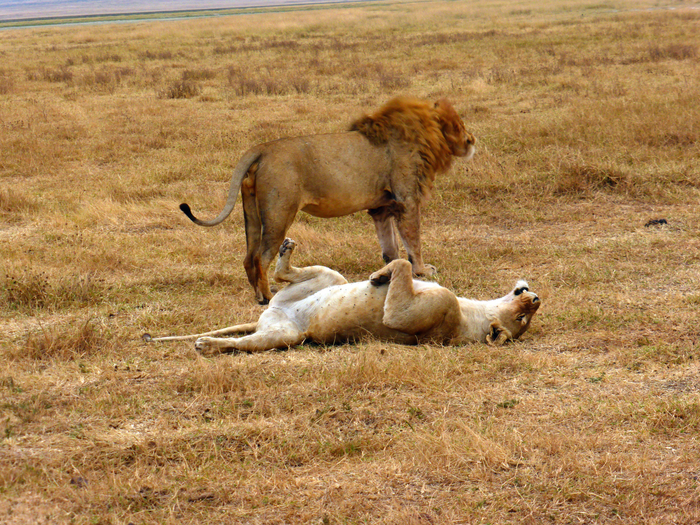 lionsafterhavingsex