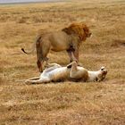 lionsafterhavingsex