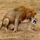 lionshavingsex