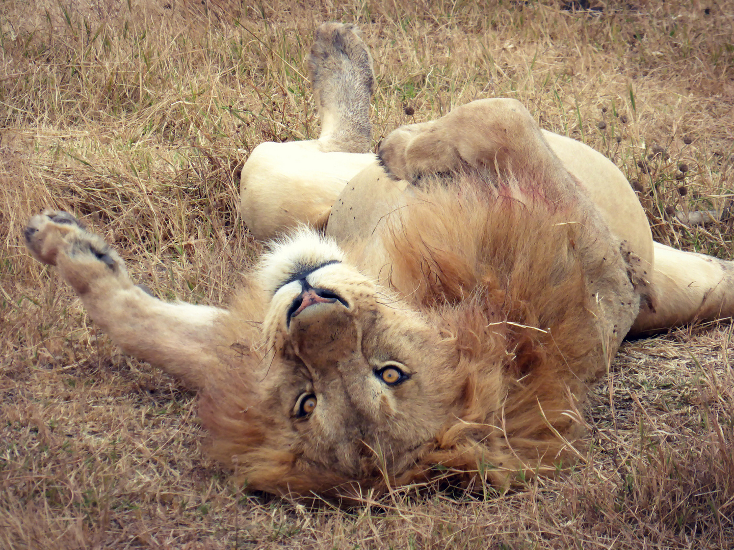 lionyogalesson