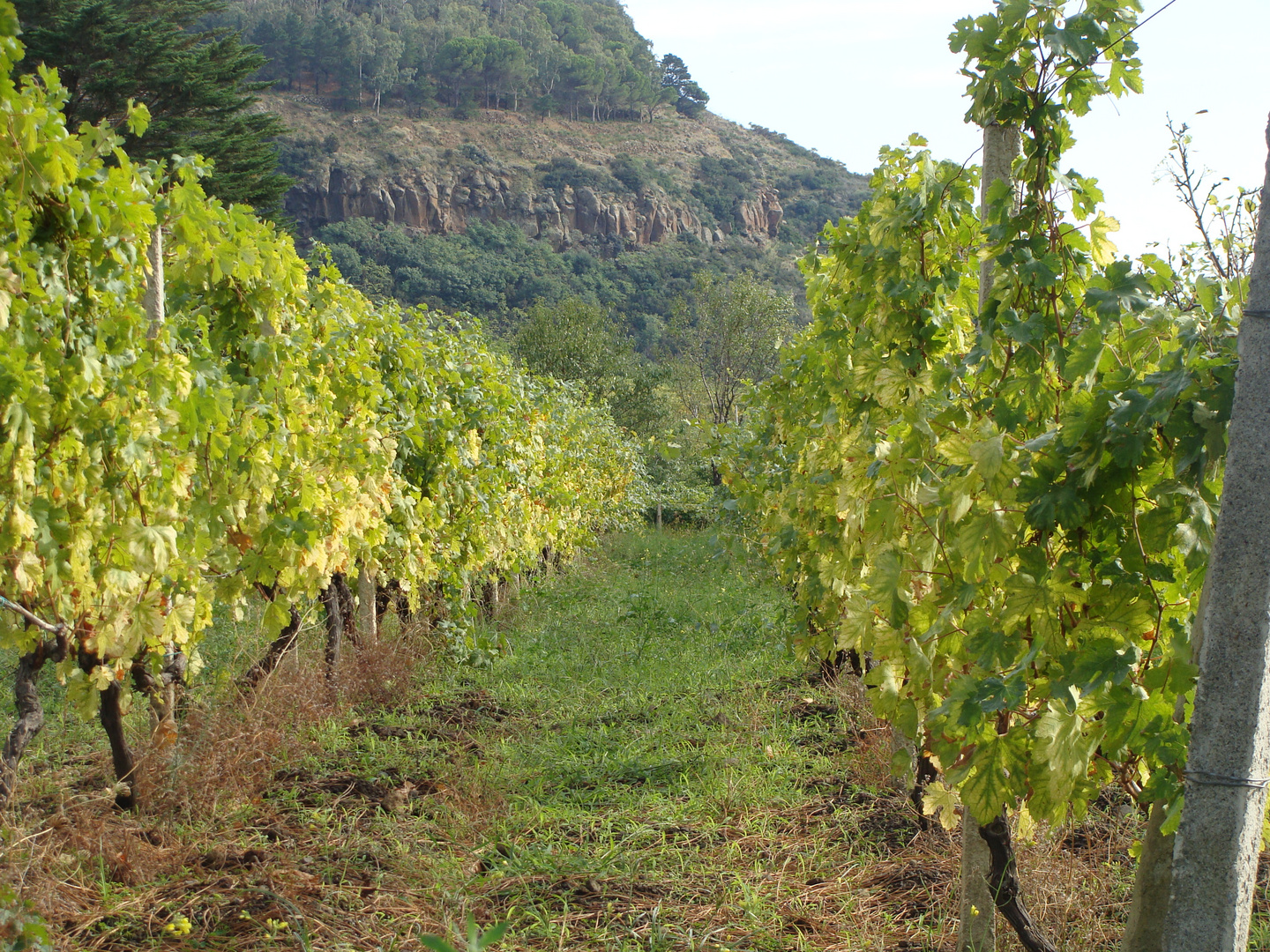 Liparische Inseln, Weinberg auf Salina