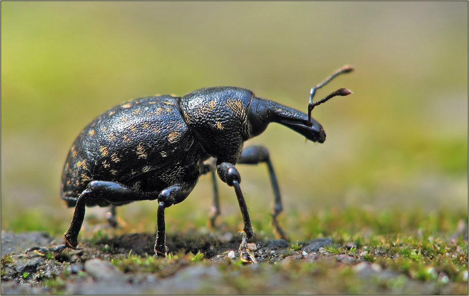 Liparus glabriostris