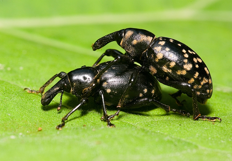 Liparus glabrirostris