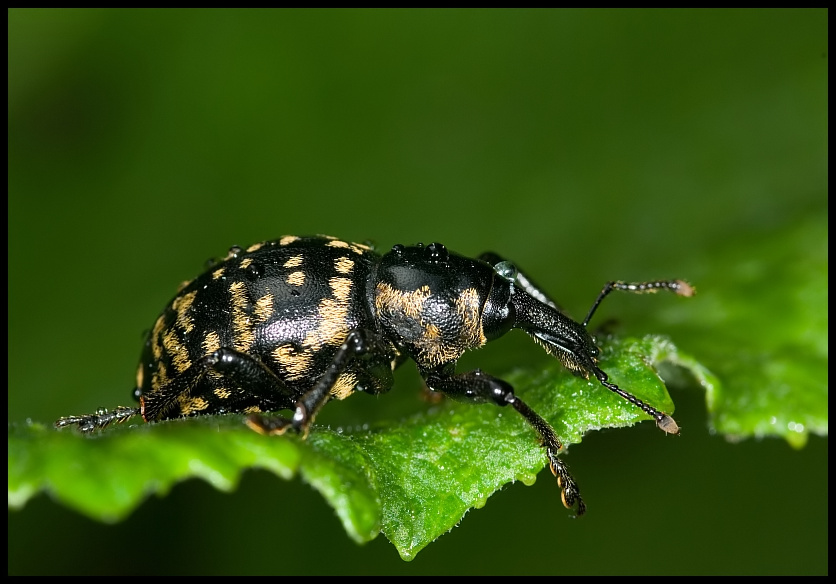 Liparus glabrirostris