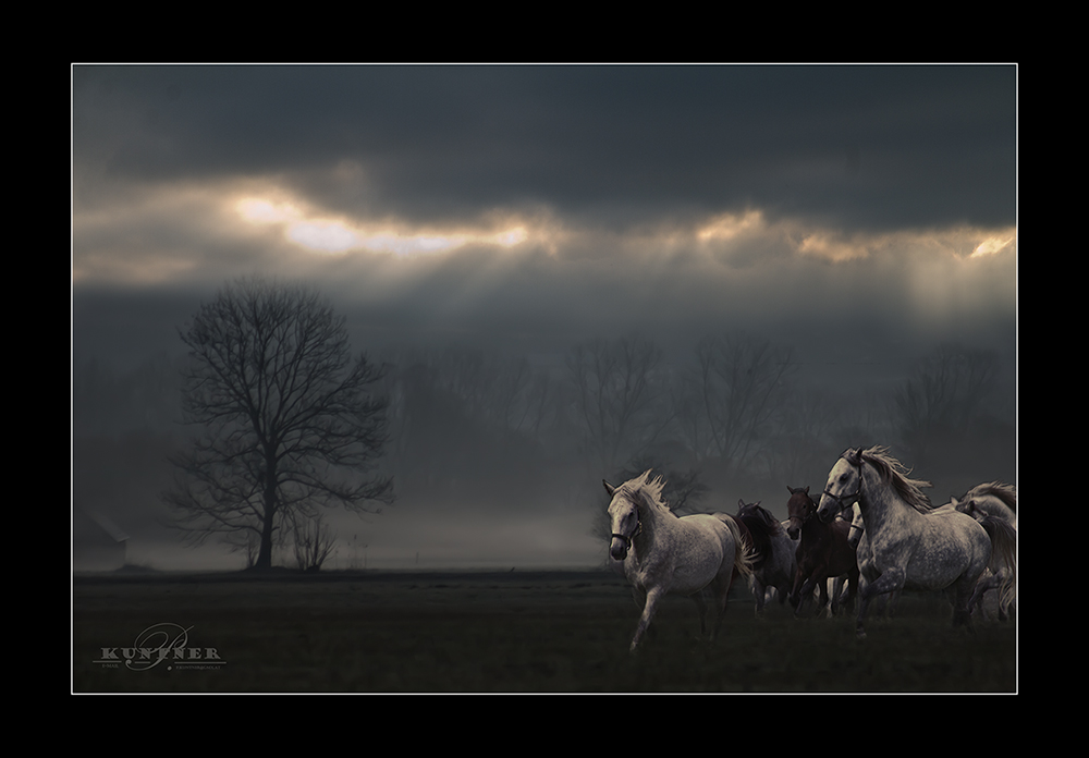 Lipizaner im Nebel