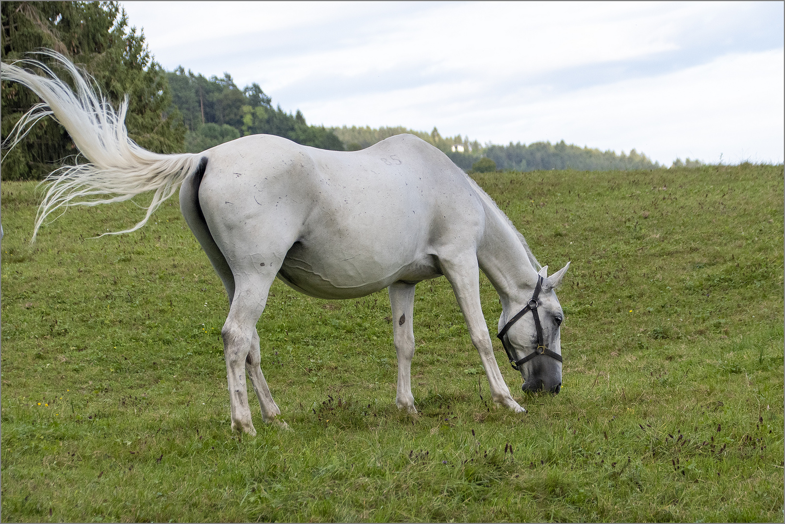 Lipizzaner Foto & Bild tiere, haustiere, pferde, esel, maultiere