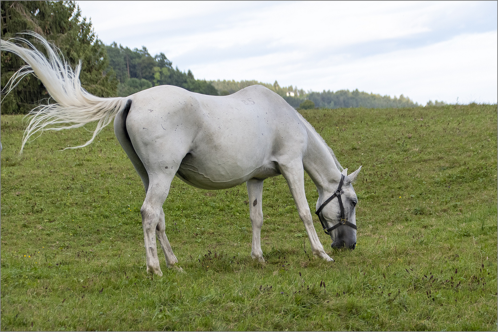 Lipizzaner