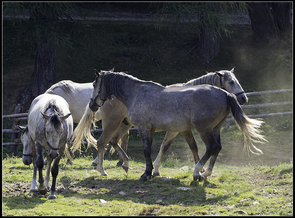 Lipizzaner (2)