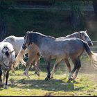 Lipizzaner (2)