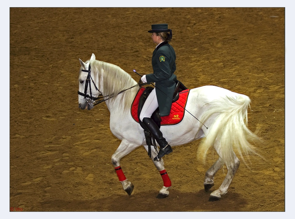 Lipizzaner.