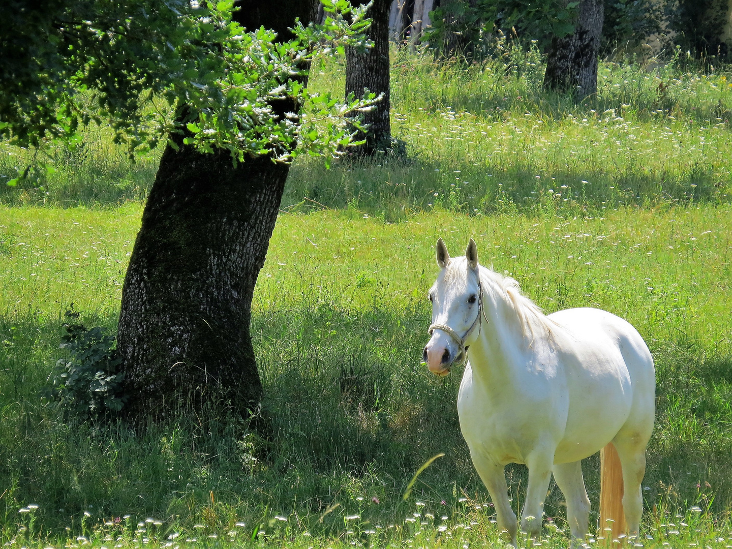 Lipizzaner