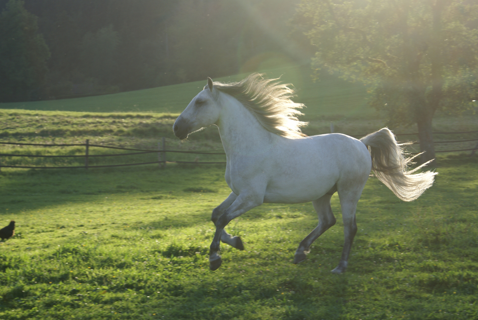 Lipizzaner