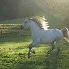 Lipizzaner