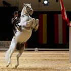 Lipizzaner