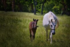 Lipizzaner