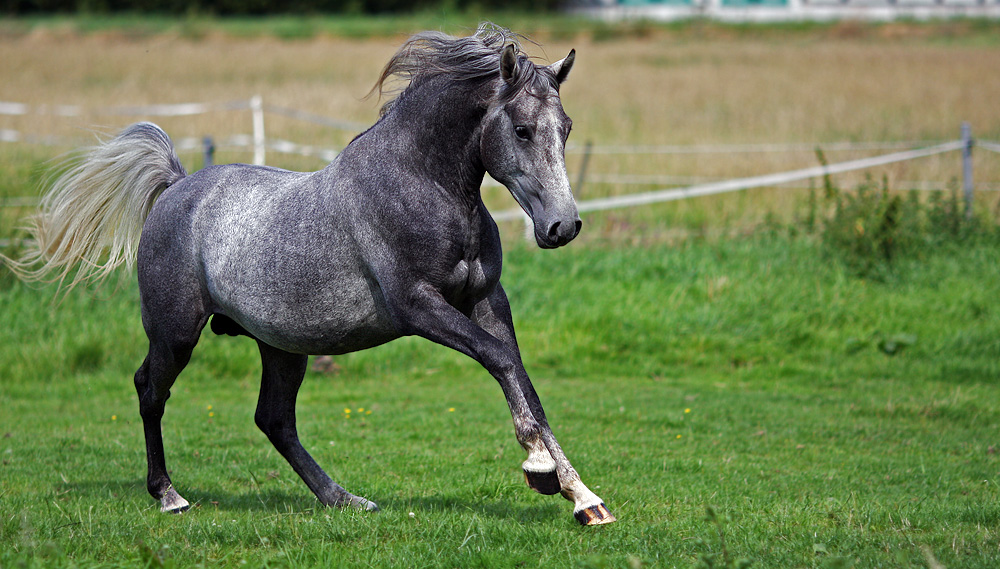 Lipizzaner auch Kaiserschimmel genannt II