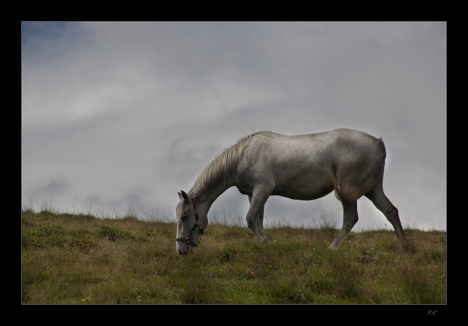 Lipizzaner auf der Alm