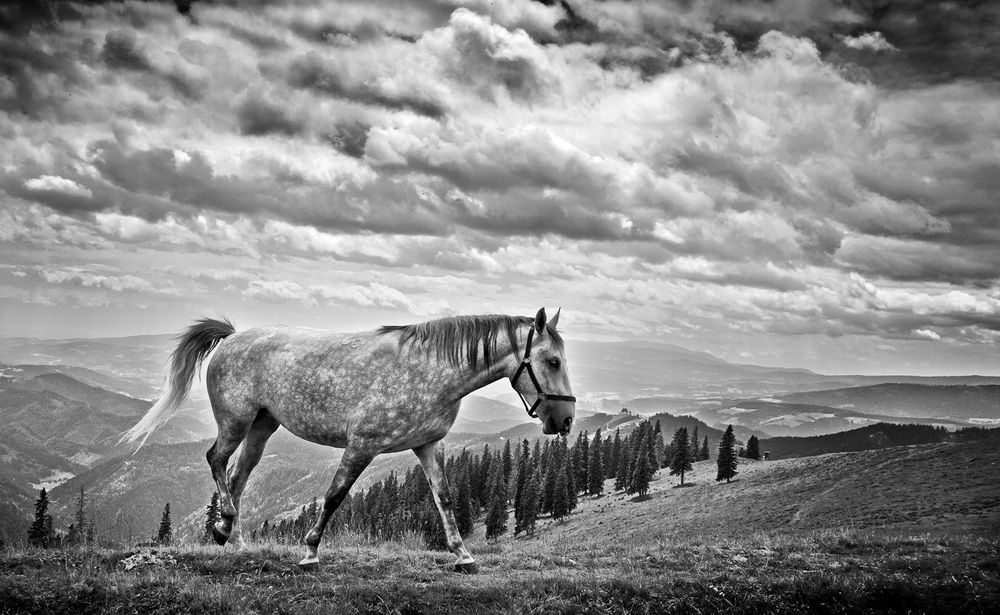 Lipizzaner auf der Brendlalm von pixelmuse 