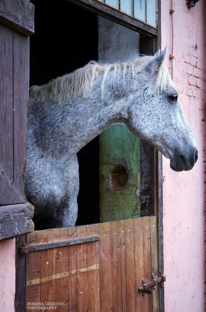 Lipizzaner