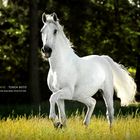 .Lipizzaner.