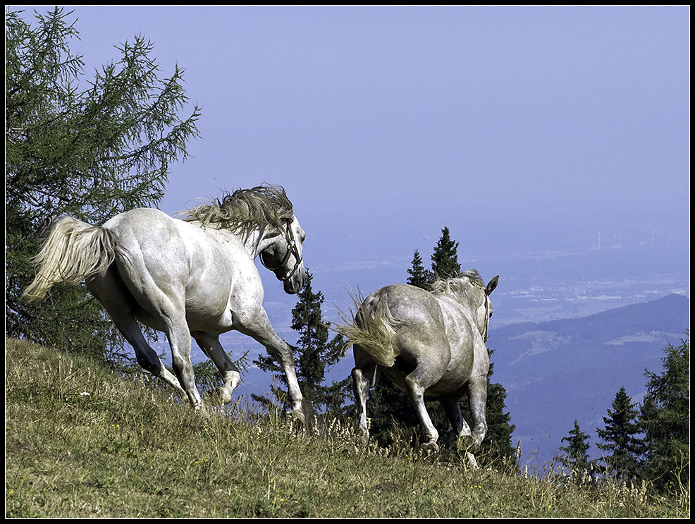 Lipizzaner